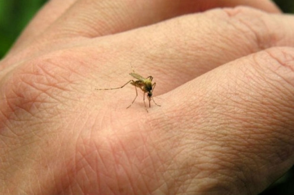 Dengue: Salud confirmó tres fallecimientos en la última semana