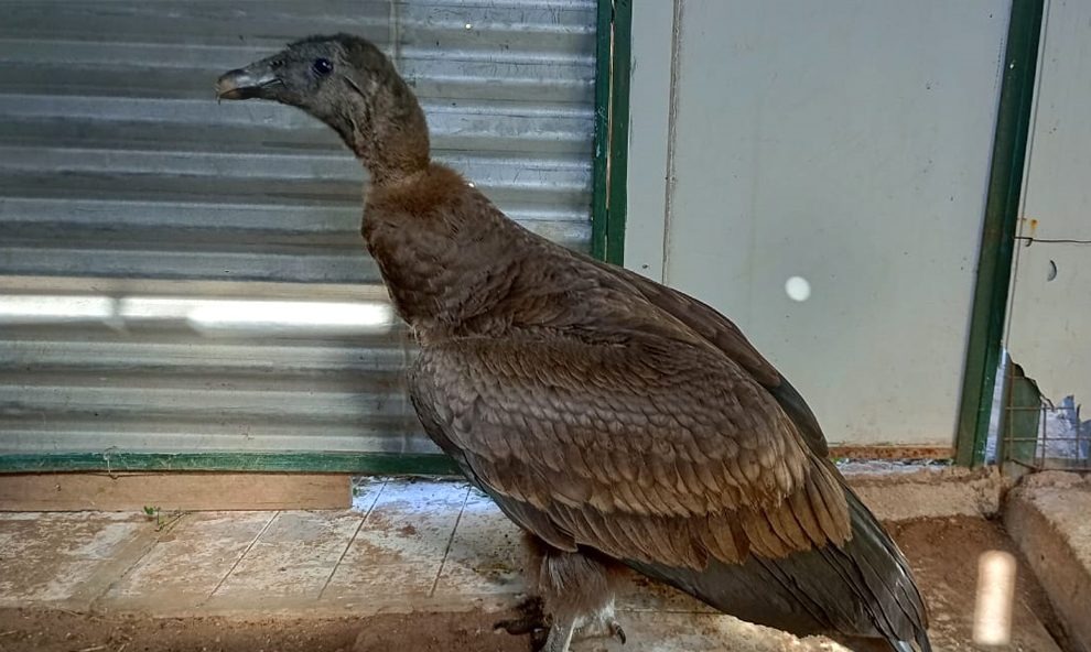 Rescatan un cóndor andino juvenil en San Carlos Minas