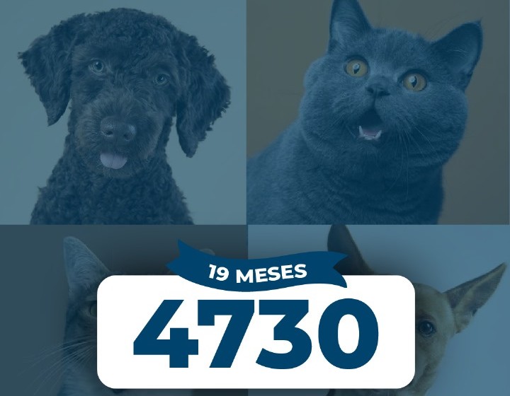 4730 animales fueron castrados en Marcos Juárez durante 19 meses