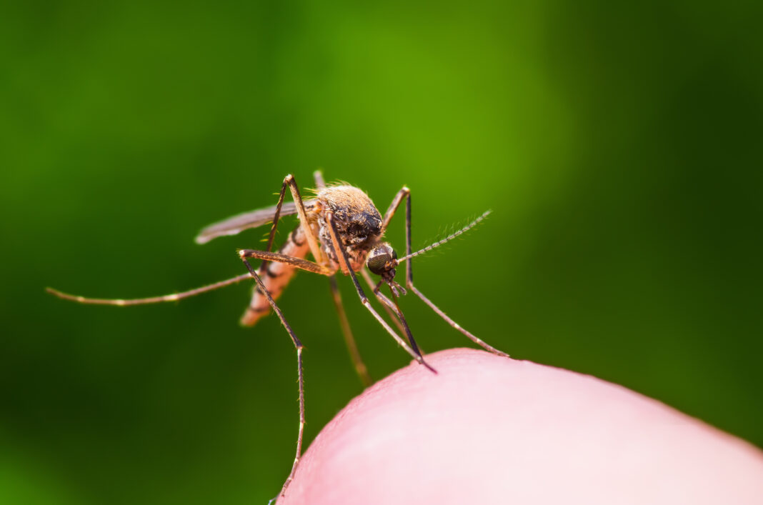 Detectan riesgo medio de dengue en Marcos Juárez tras monitoreo larvario