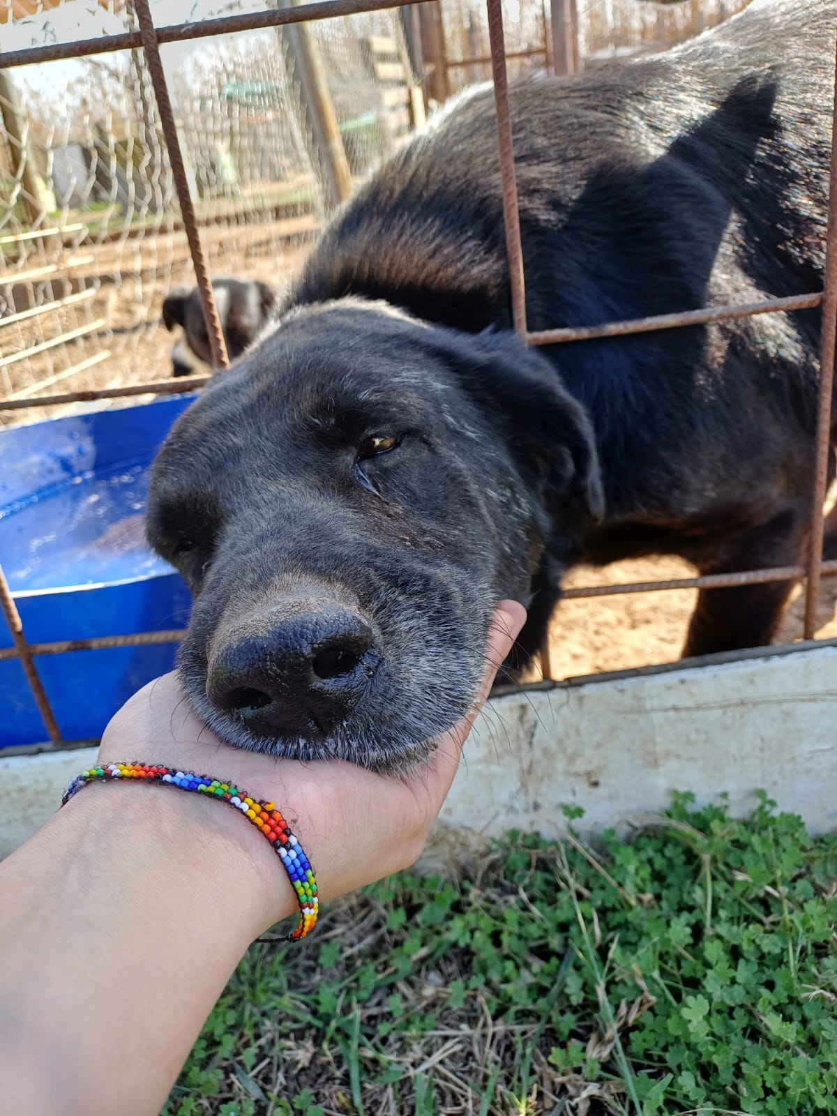 Día del Animal: 