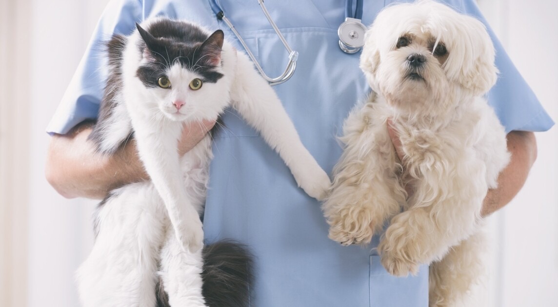 Continúa la castración masiva para perros y gatos en Zoonosis