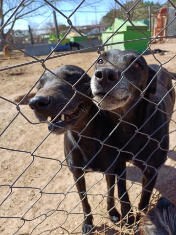 Día del Animal: 