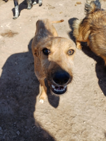 Día del Animal: 