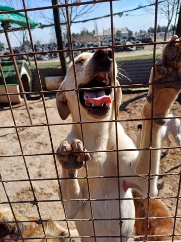 Día del Animal: 