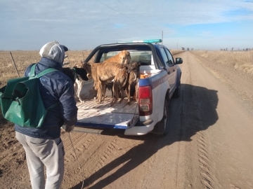 8 Detenidos por cazar con perros galgos en zonas rurales 