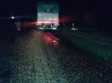 100 metros de cereal derramados en la carpeta asfáltica
