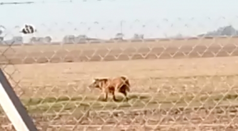 Vieron un Aguará Guazú en zona Rural entre Inriville y Marcos Juárez