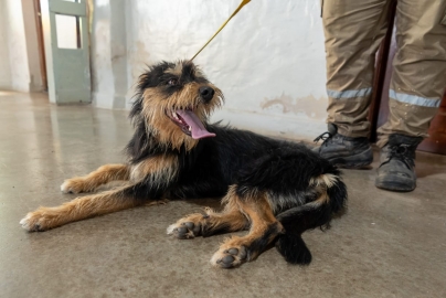 Más de 90 animales fueron castrados en la Gran Jornada de castración masiva