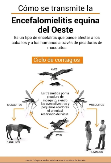 Previenen por el dengue y la temporada alta de mosquitos